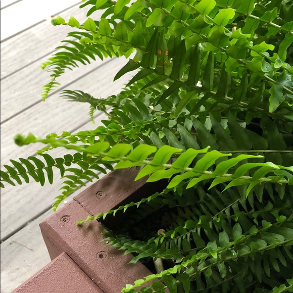 Meet your Posher, Andrea - Picture 1 of 1